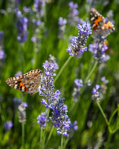 F17F5362-E21F-40CF-BAEF-B6B57DA0A651