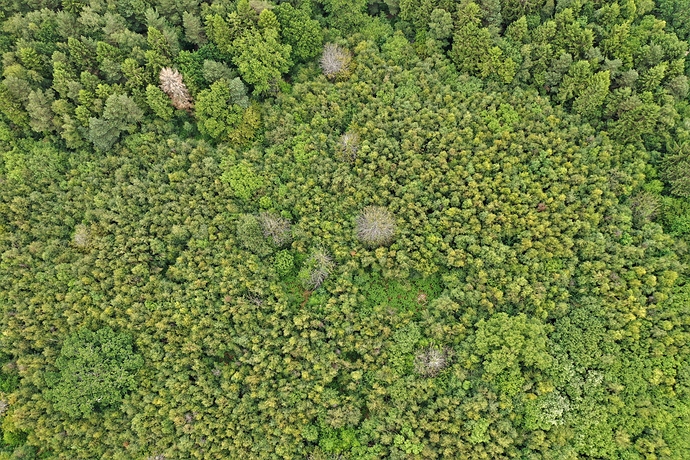 DJI_0718%20havant%20thickett