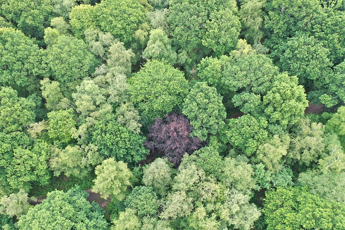 DJI_0735%20havant%20thickett