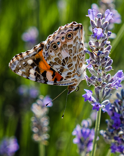 53C94103-0388-4D01-82AC-03FDE86F29DF