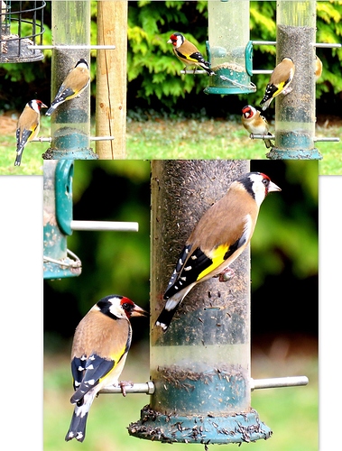 Goldfinch