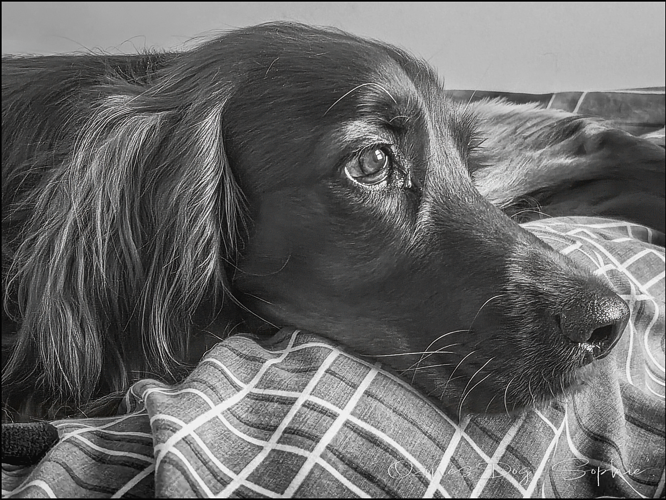 IMG_2033 Ozone Dog Sophie