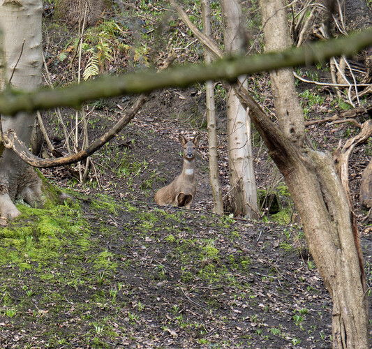 elland 6