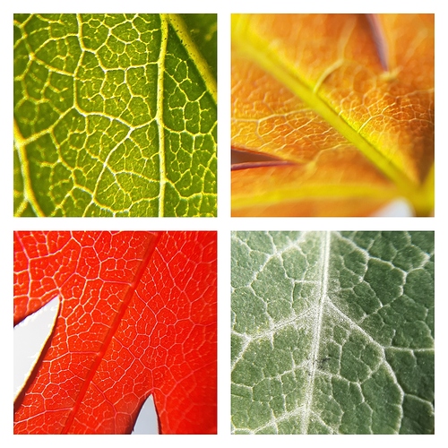 pixlr_20200407122055966