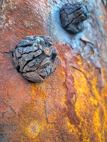 PXL_20260914_112939495.MACRO_FOCUS