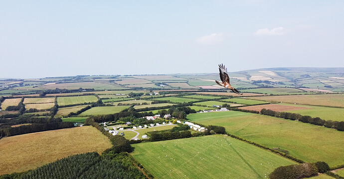 Buzzard_at_Greenacres