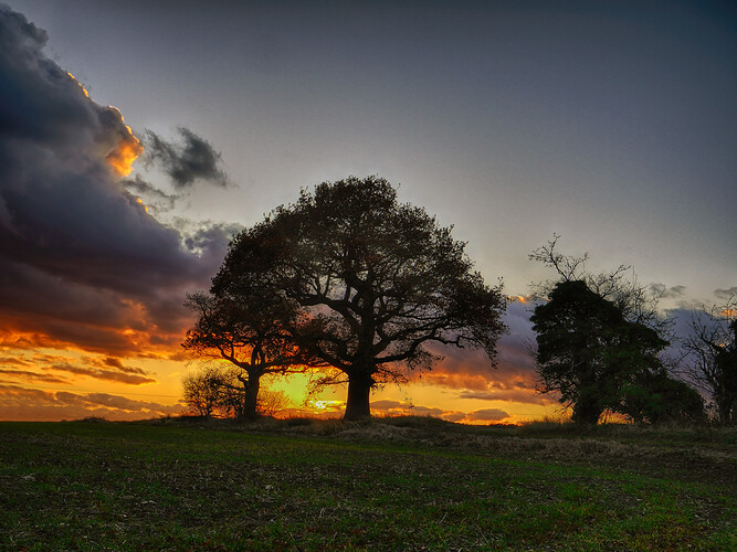 Two Trees on Fire