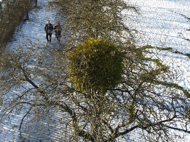 Mistletoe