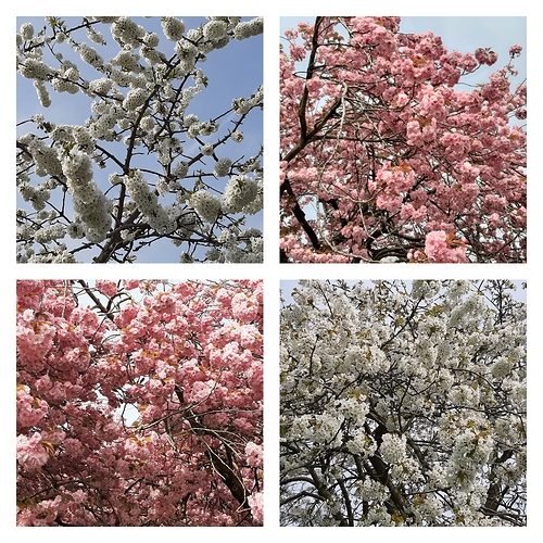 pixlr_20200410145135105