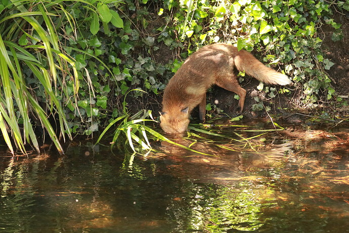 RED FOX FISHING
