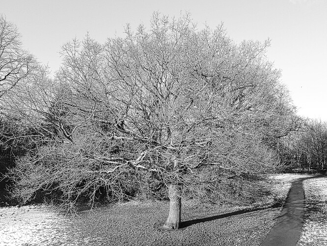 big tree 1