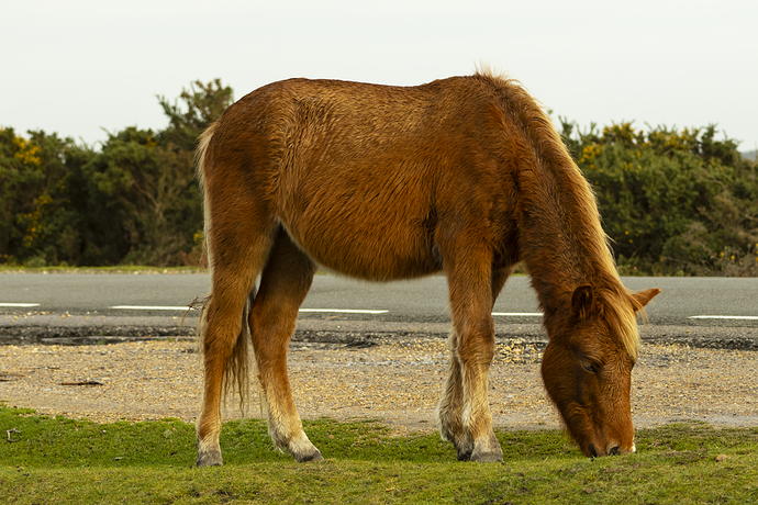 New Forest Pony