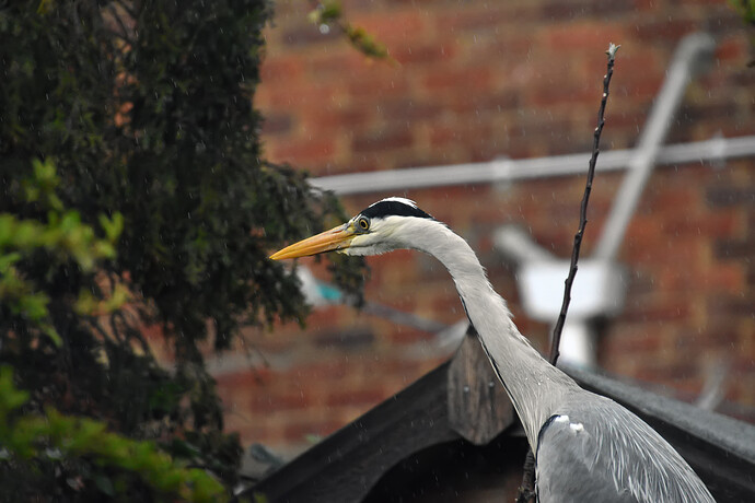 Heron in my Garden