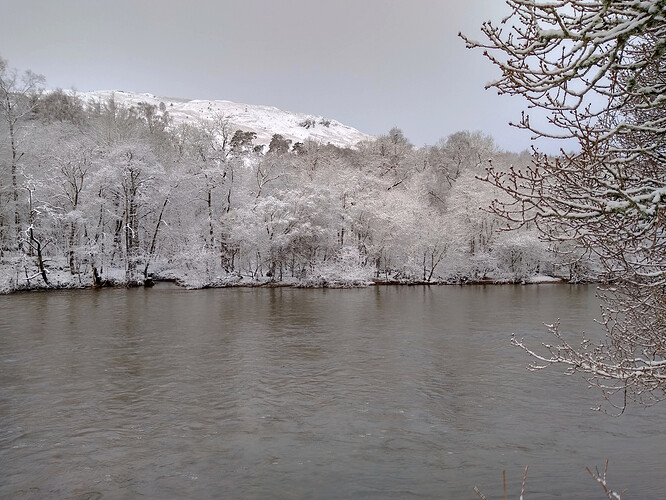 winter_trees