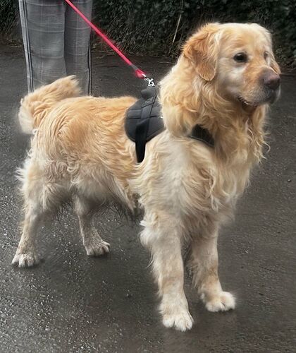 Barney 2026-03-25 at 20.59.53