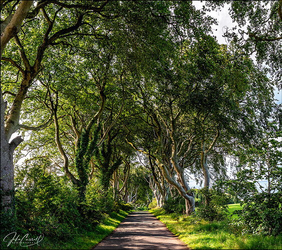 JCP_Dru_darkhedges02