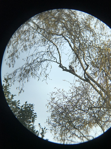 Woodpecker