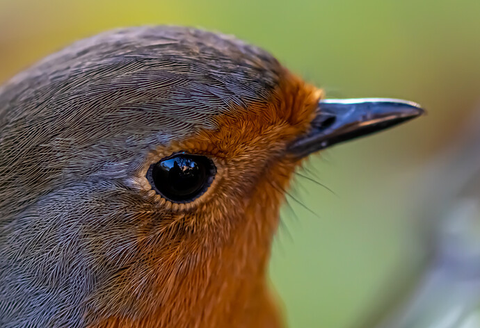 Indy-Garden-Robin_Edit_Crop