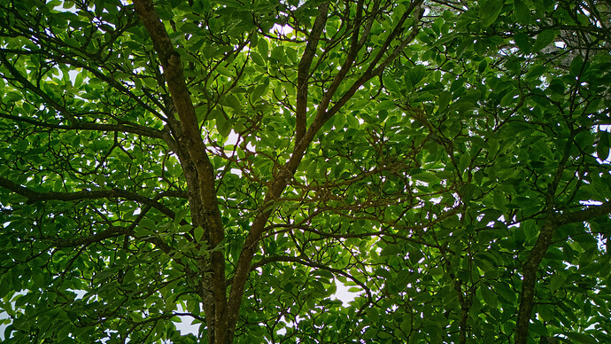 DJI_20260620133121_0004_D