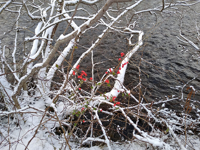 splash_of_winter_colour