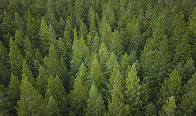 Drone-Forest-After-Post-Processing