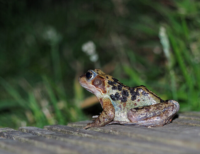 Midnight Frog