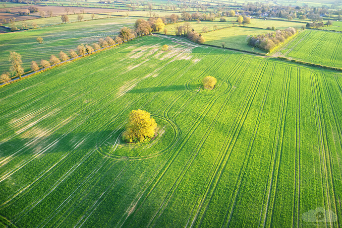 Two sidelit trees in field DJI_0315