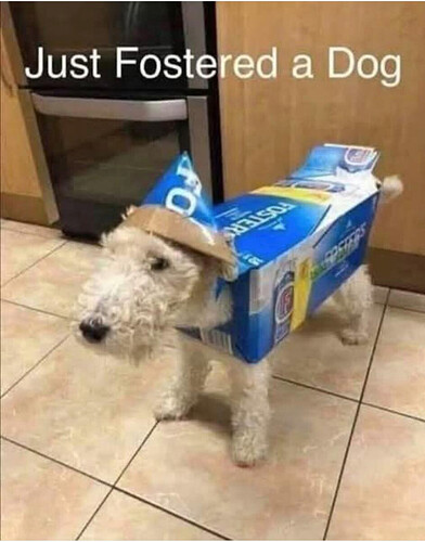 fostered dog