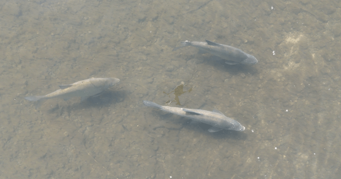Wilton Fish (1)