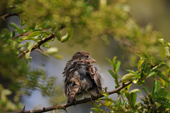 Dishevelled