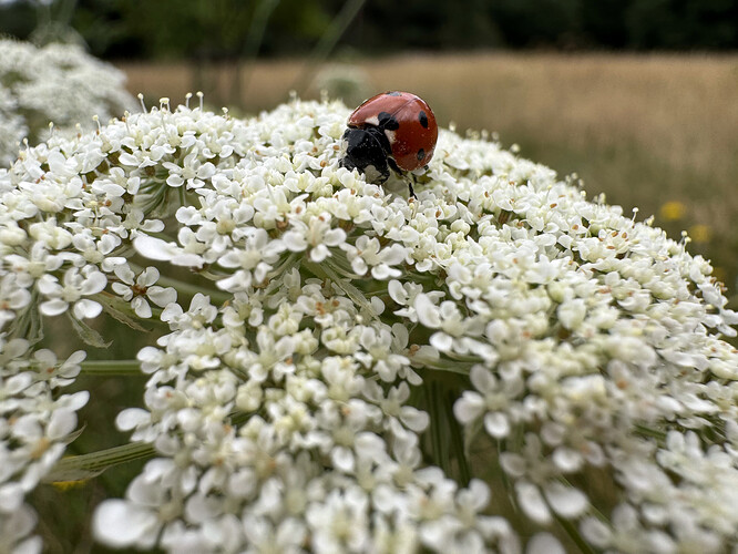 7 Spot Ladybird