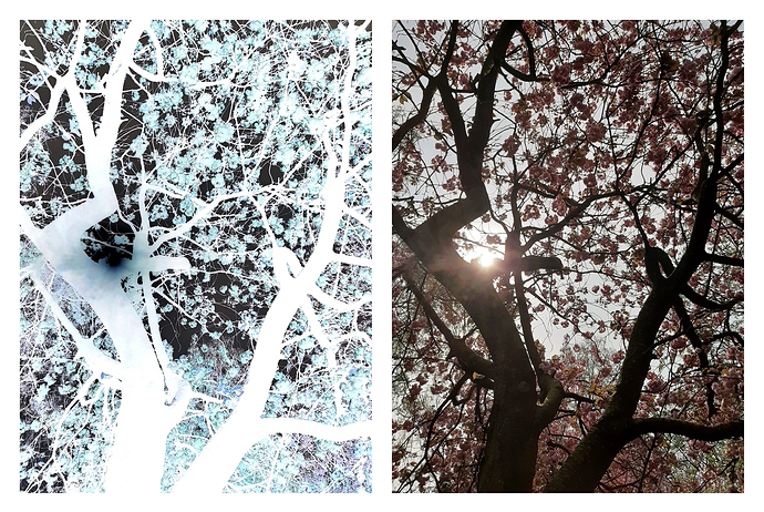 pixlr_20200410145507283