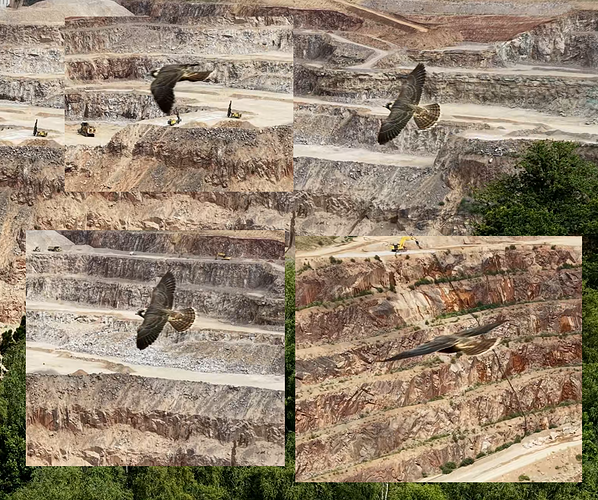 raptor_composite