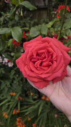 IMG-20250726-WA0016