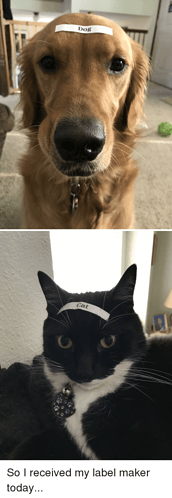 dog-cat-so-i-received-my-label-maker-today-35656085