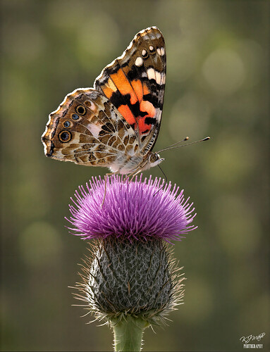 Painted_Lady-topaz-wonder-3-2x