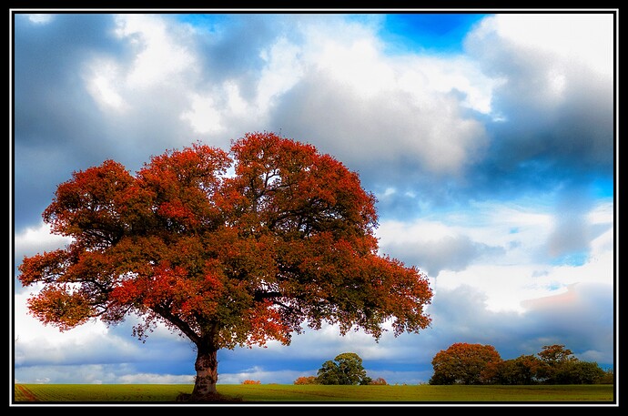 tree (1 of 1)-01