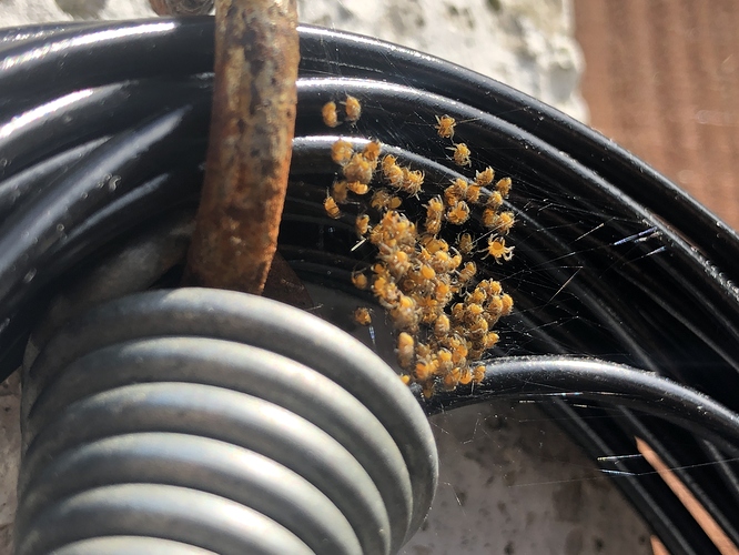 Baby Spiders