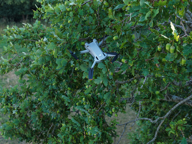 Drone in tree shock