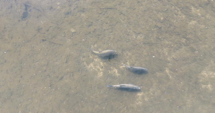 Wilton Fish (2)