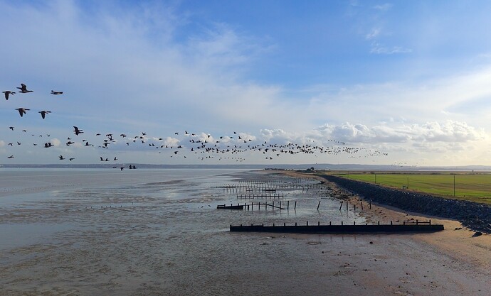 Geese 3