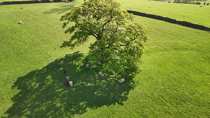 dji_fly_20250428_160932_0768_1745864026933_photo