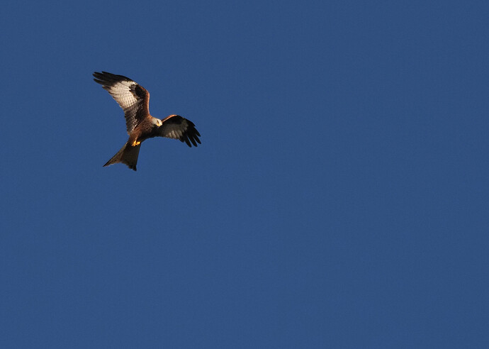 Red Kite 596 2