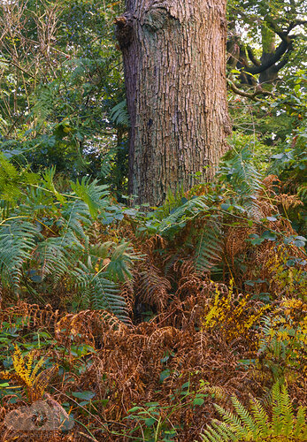 Tree with ferns DSCF2914