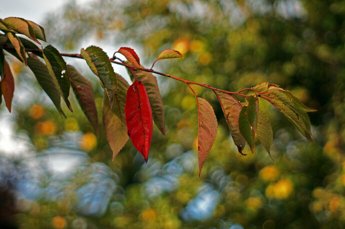 One Red Leaf