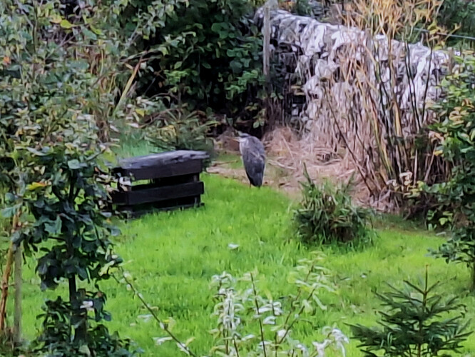Heron