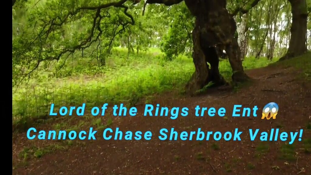 Lord of the Rings Ent tree/Groot on Cannock Chase Videos by Drone