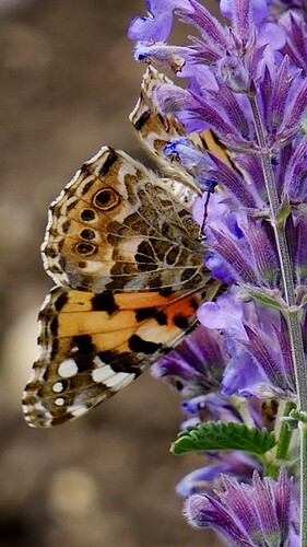 DSCF3649