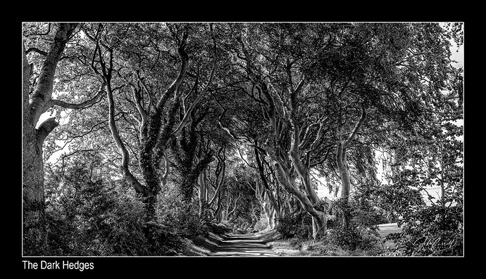 JCP_Dru_darkhedges01