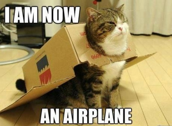 lolcat_airplane